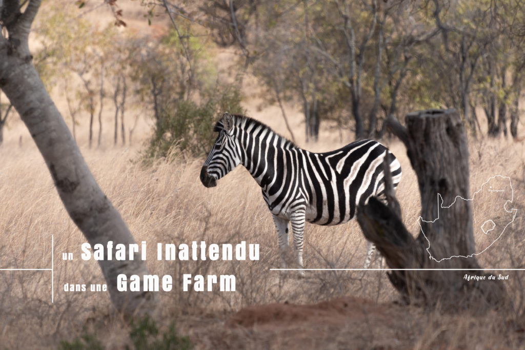 zèbre rencontré lors de notre safari inattendu en famille dans la game farm boekenhoutbult en Afrique du Sud