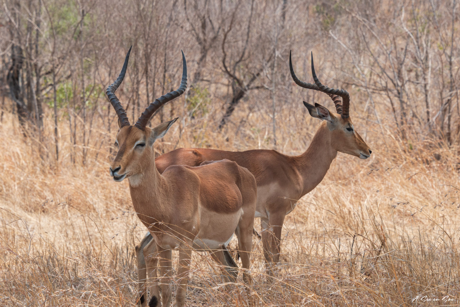 2 gazèles ( ou impalas ) sud du parc kruger pendant notre safari autonome
