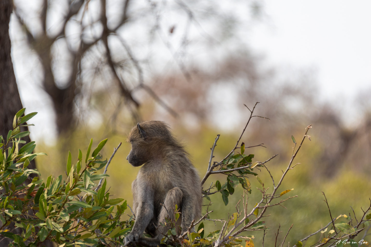 petit singe sud du parc kruger pendant notre safari autonome