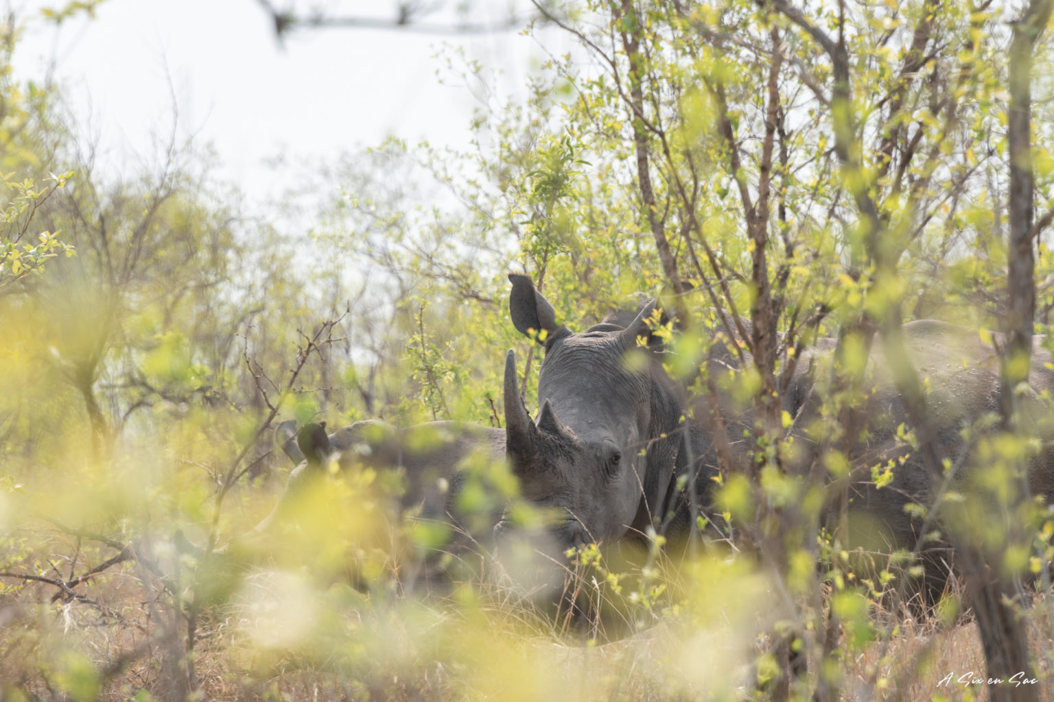 le premier rhinocéros aperçu lors de notre safari en autonome dans la portion sud de parc Kruger