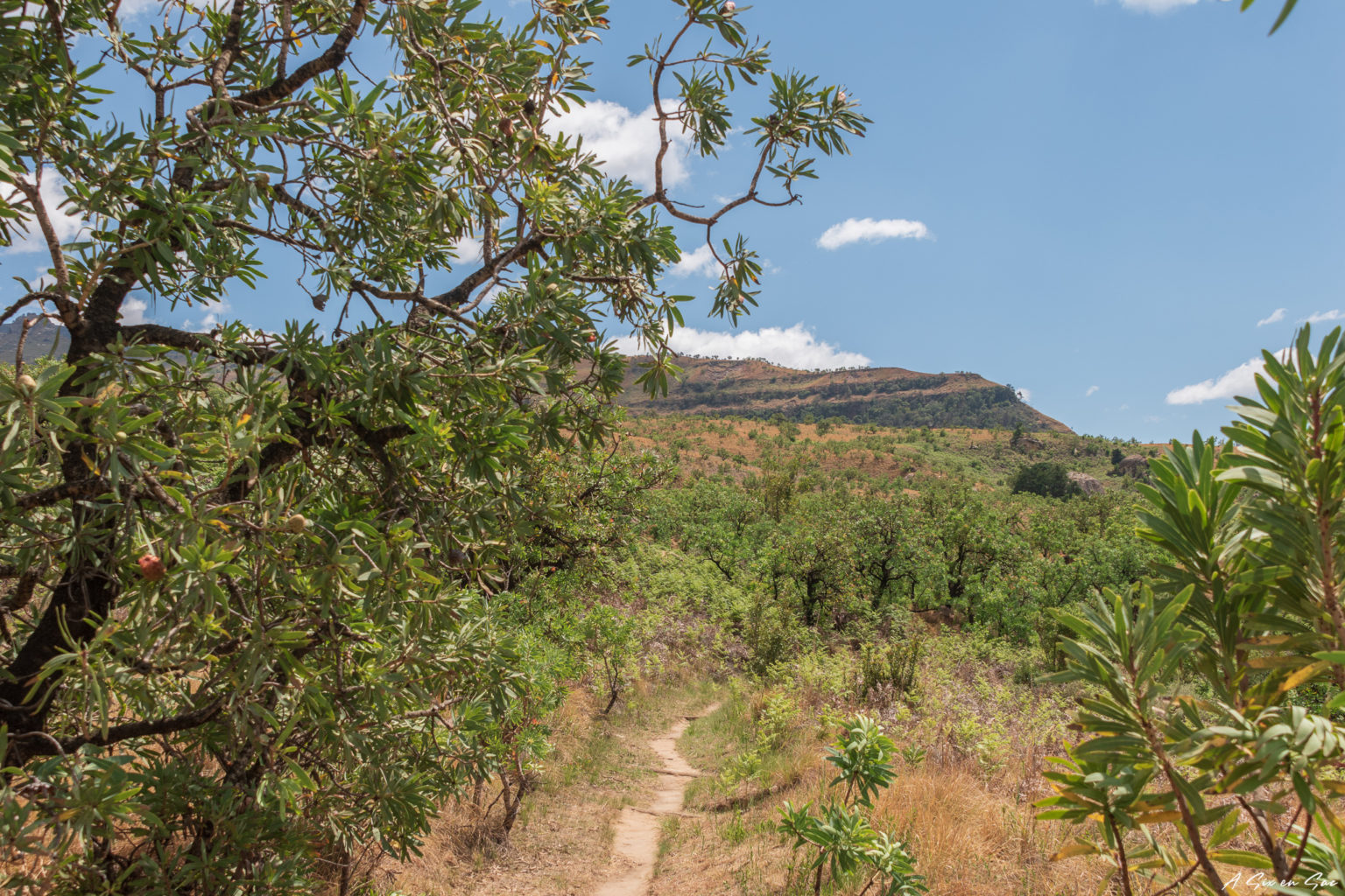 chemin de rando dans e Royal Natal National Park au nord du Drakensberg en Afrique du Sud