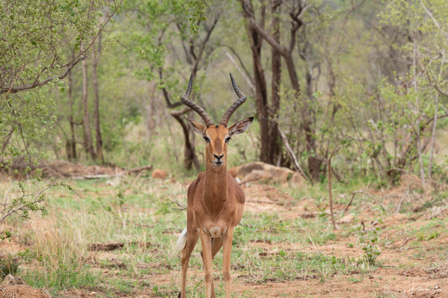 gazèle vue de face dans le sud du parc Kruger pendant notre safari autonome