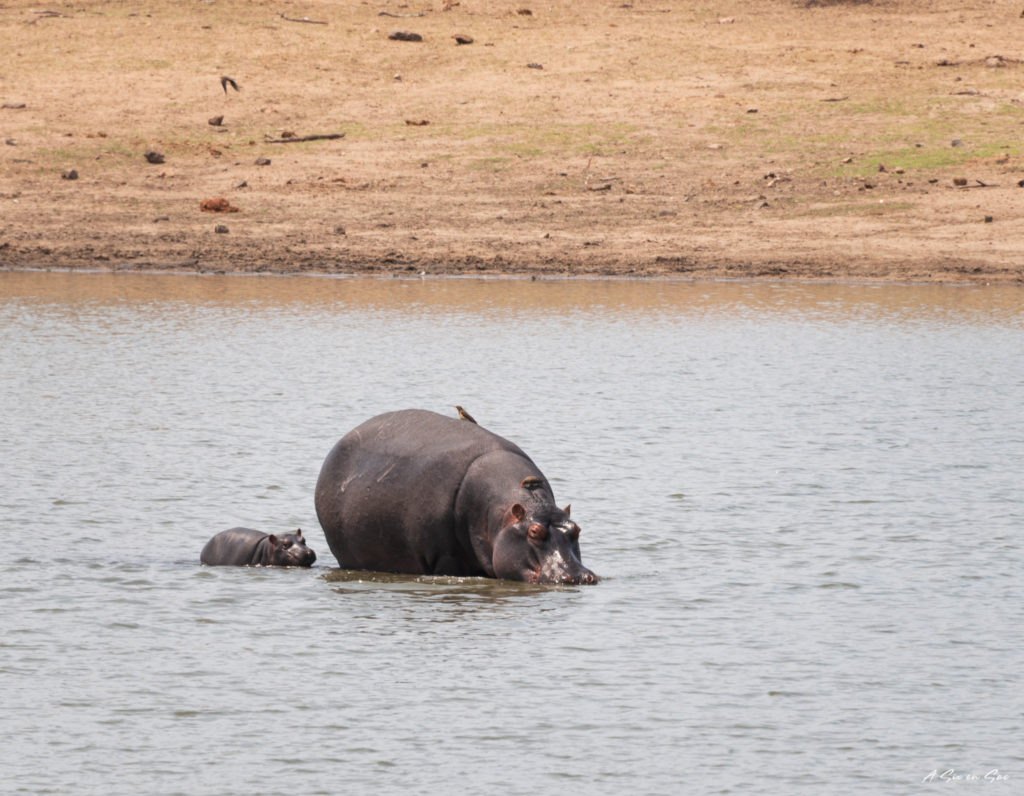 hippopotames observés dans la partie sud du parc kruger lors de notre safari autonome