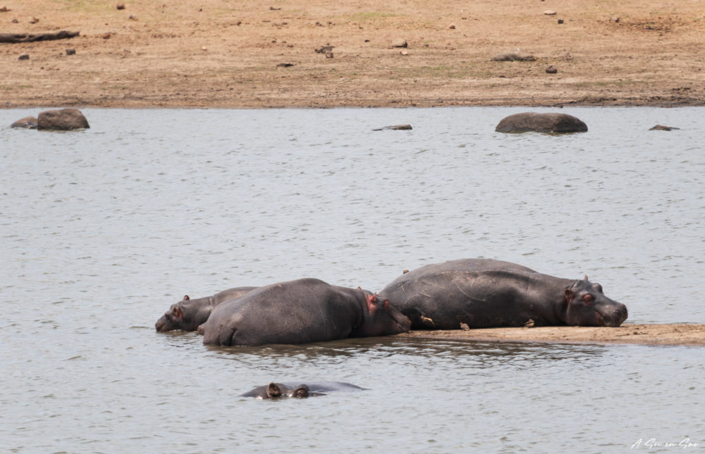 hippopotames observés dans la partie sud du parc kruger lors de notre safari autonome