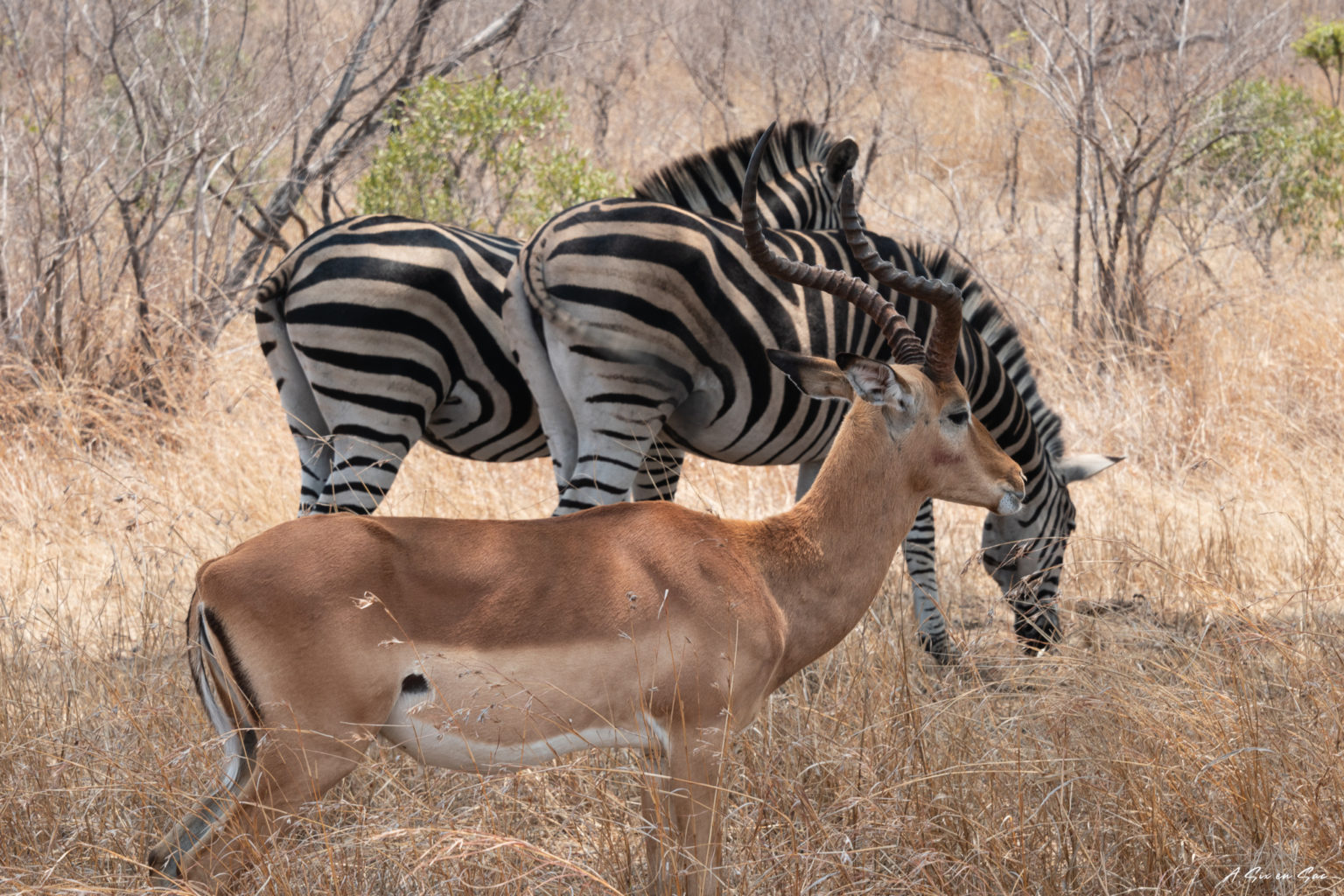 impala et zèbres aperçus lors de notre safari en autonome dans la portion sud de parc Kruger