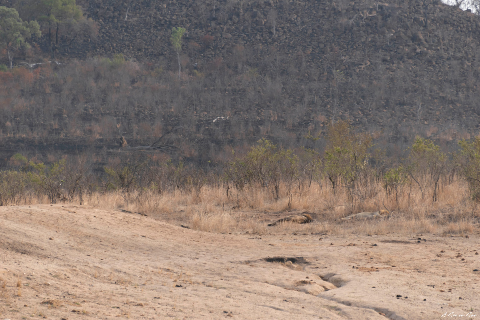 lions au loin endormis dans la partie sud du parc kruger pendant notre safari autonome