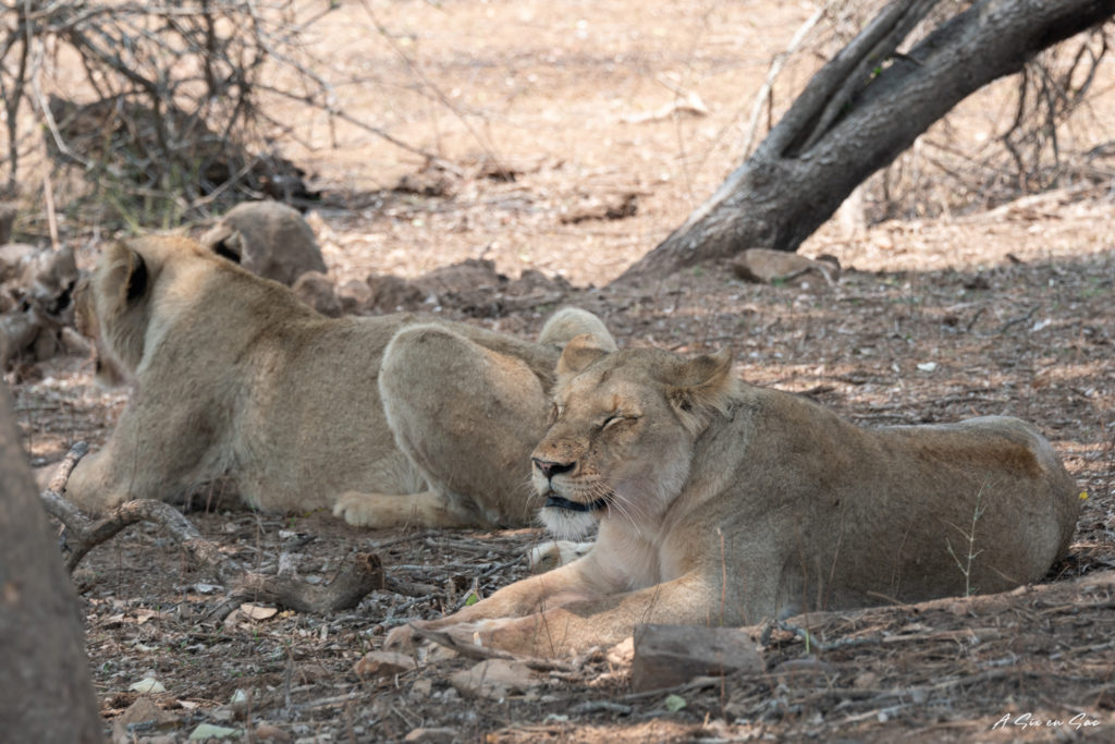 lions somnolant à l'ombre dans la partie sud du parc Kruger lors de notre safari autonome en afrique du sud