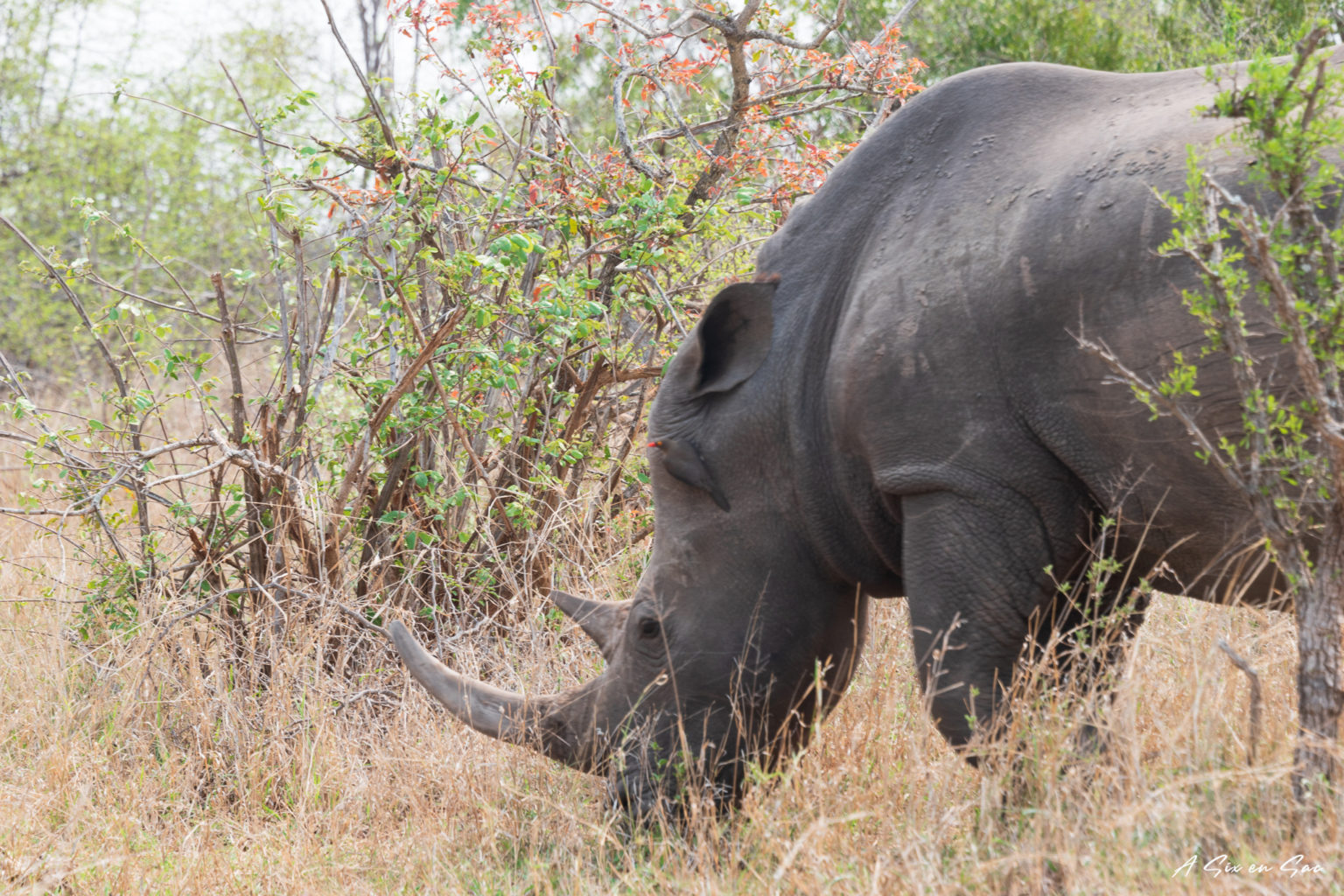 rhinocéros aperçu lors de notre safari en autonome dans la portion sud de parc Kruger
