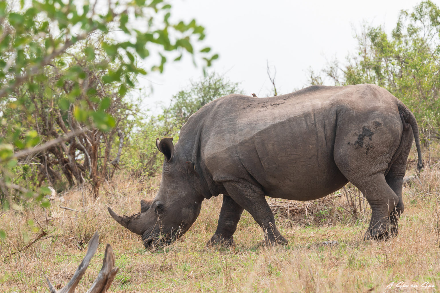 rhinocéros aperçu lors de notre safari en autonome dans la portion sud de parc Kruger