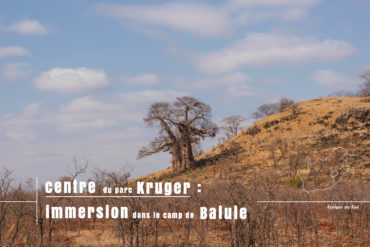 baobab au centre du aprc kruger pendant notre safari en autonome