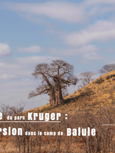 baobab au centre du aprc kruger pendant notre safari en autonome