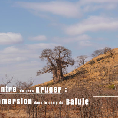 baobab au centre du aprc kruger pendant notre safari en autonome