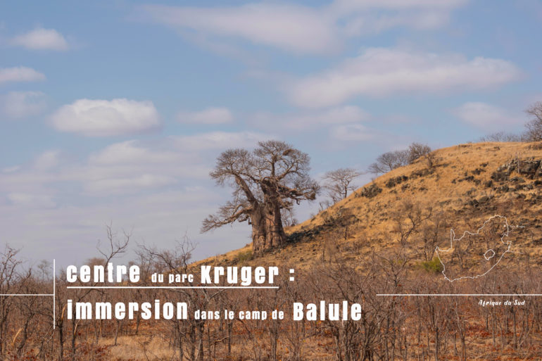 baobab au centre du aprc kruger pendant notre safari en autonome