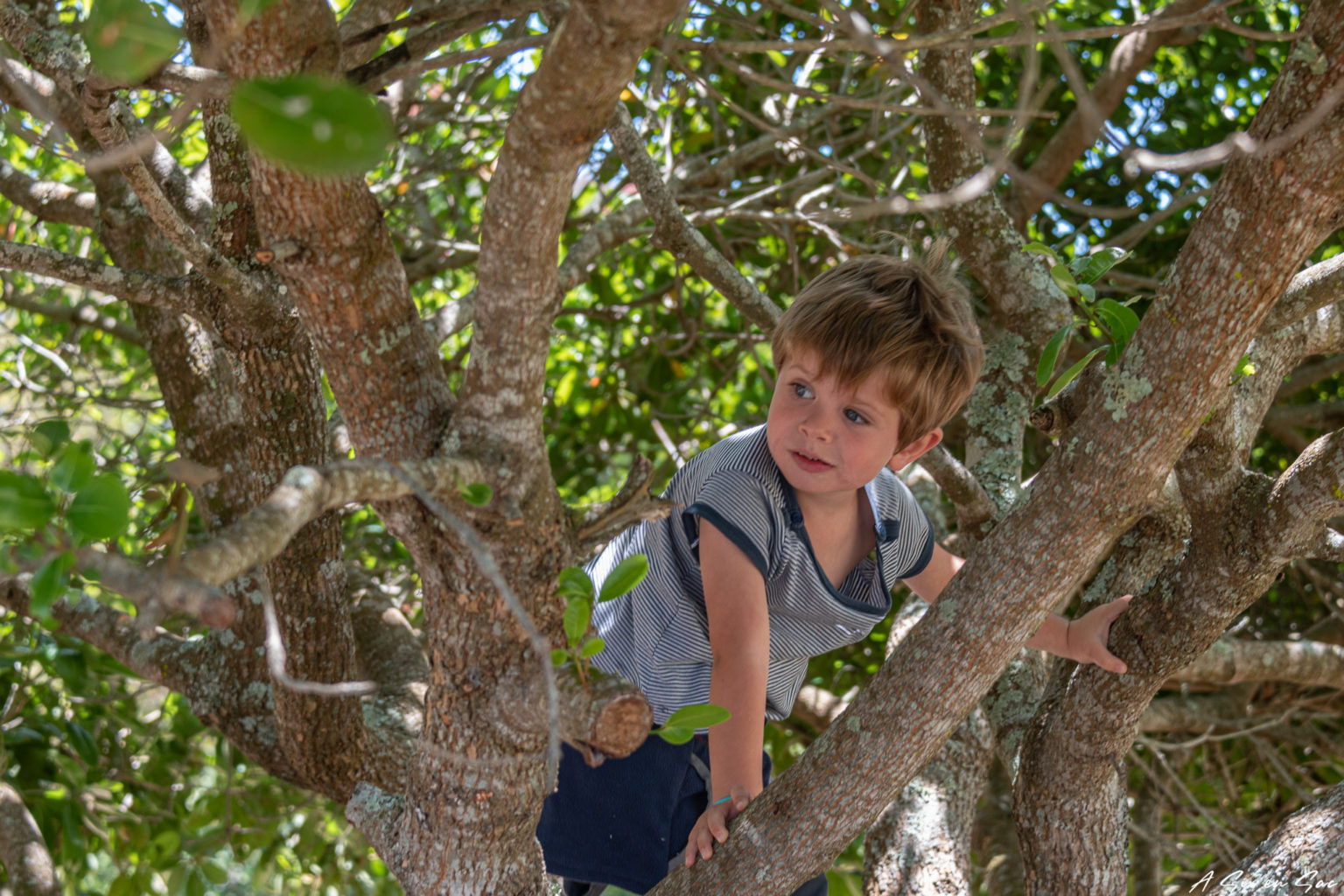 Nils en mode escalade dans un arbre drôle de sauterelle sur le sentier de Robberg Nature Reserve ( une des plages de la reserve Robberg Nature ( Road Trip sur la Garden Route en Afrique du Sud Novembre 2019 )