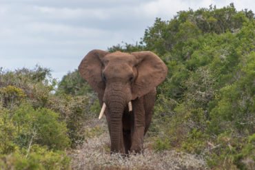 cet elephant venait droit sur nous( entre 2 allées du parc Addo ) avant notre étape suivante à Jeffreys Bay