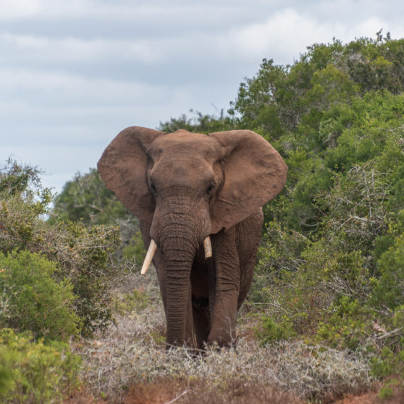 cet elephant venait droit sur nous( entre 2 allées du parc Addo ) avant notre étape suivante à Jeffreys Bay