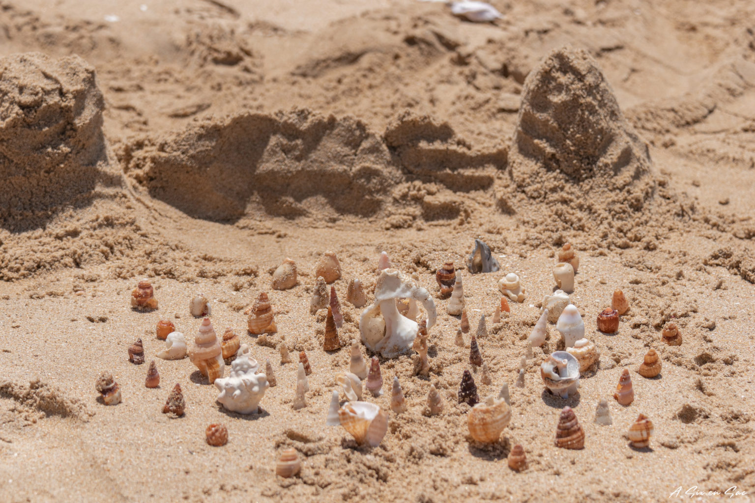 coquillages trouvés sur la plage de Jeffreys Bay ( après avoir visiter le parc national addo elephant )