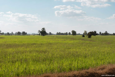 Champ de riz dans la campagne au sud de Battambang, Cambodge