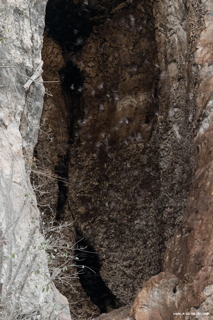 les chauves-souris sortant de la grotte sous Phnom Sampov-Battambang-Cambodge
