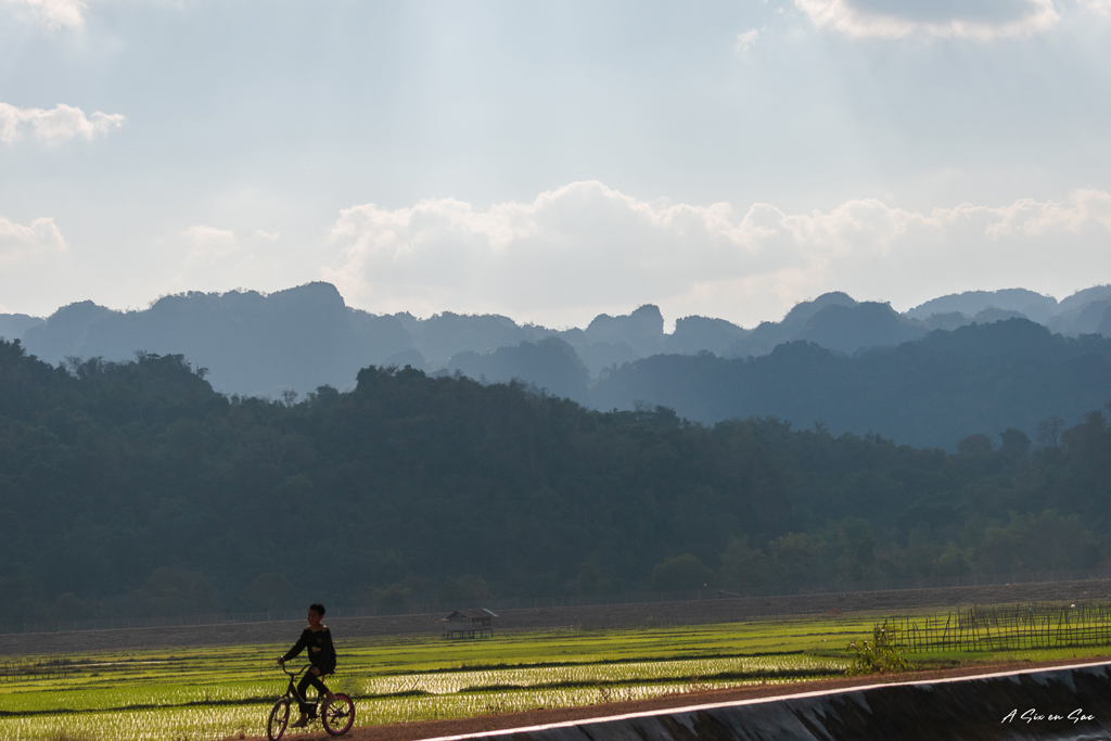 paysage de rizière en direction de Thalang-boucle de Thakhek-Laos