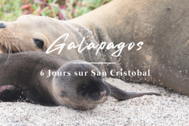 otarie et son petit sur Galapagos San cristobal Equateur Novembre 2020