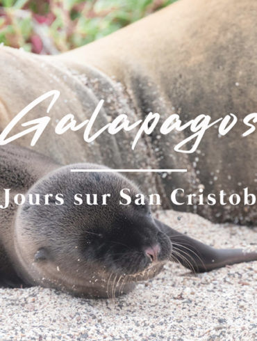 otarie et son petit sur Galapagos San cristobal Equateur Novembre 2020