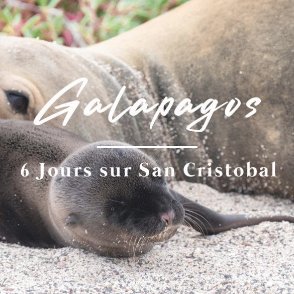 otarie et son petit sur Galapagos San cristobal Equateur Novembre 2020