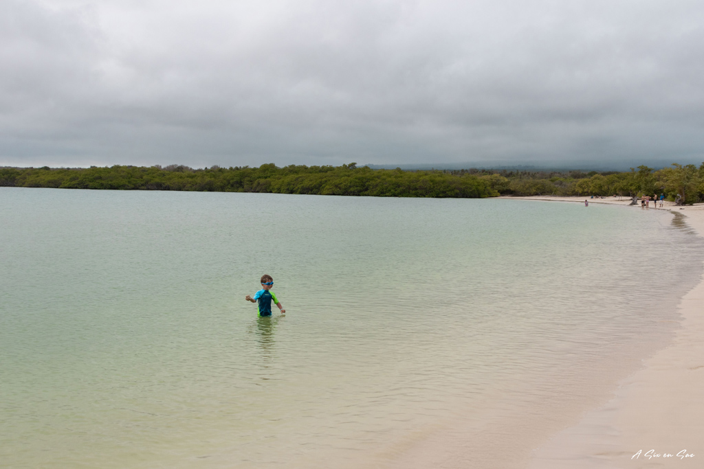 Nils se baigne à la Playa Mansa sur Santa Cruz aux Galapagos Novembre 2020