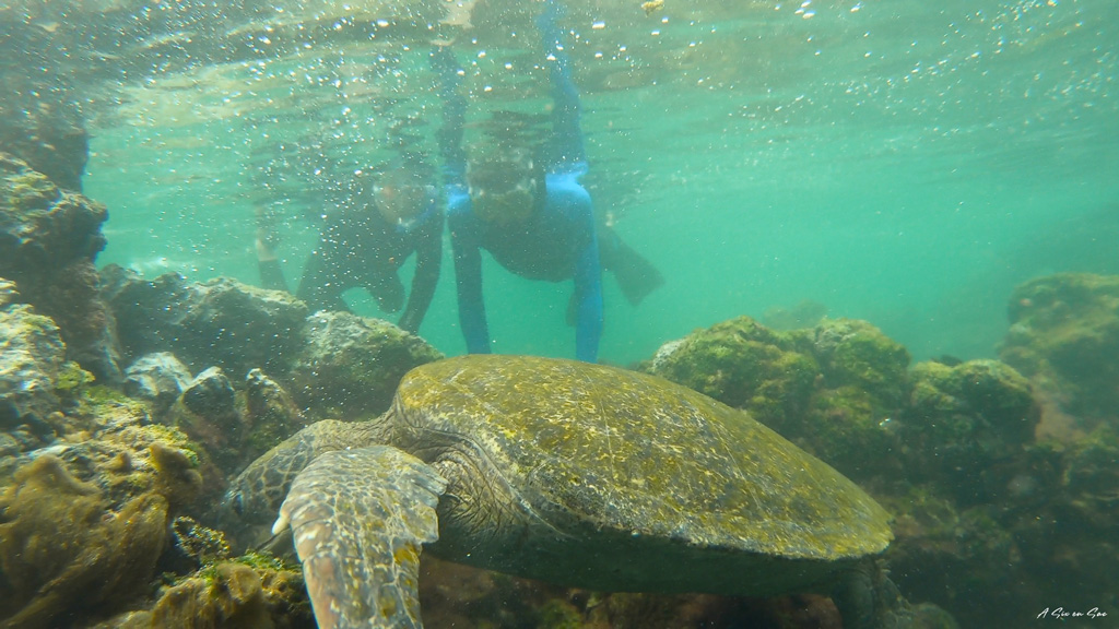les garçons en snorkeling face à une tortue marine sur Isla Isabela aux Galapagos en novembre 2020