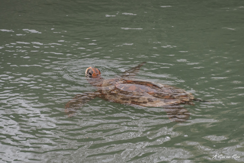 tortue marine dans le canal des Tiburones-santa cruz-Galapagos novembre 2020