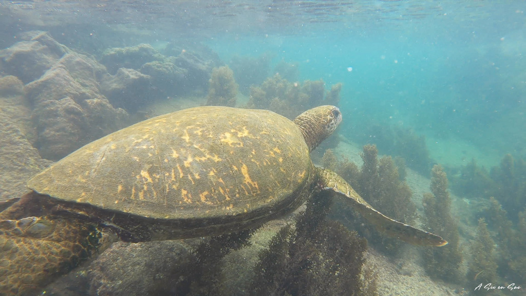 tortue marine lors de la sortie des Tuneles sur Isla Isabela aux Galapagos en novembre 2020