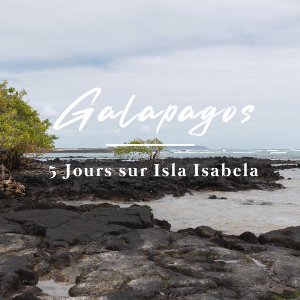 Galapagos Isla Isabela 2020
