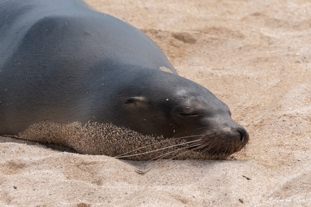 otarie dormant sur la plage de la estacion-santa cruz-galapagos-novembre 2020
