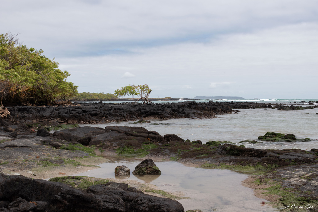 vue de la playa del amor sur le chemin du mur des larmes - isla isabela - galapagos - novembre 2020