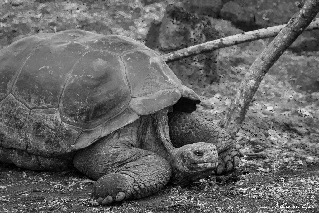 tortue terrestre du centre Darwin à Santa Cruz, Galapagos novembre 2020