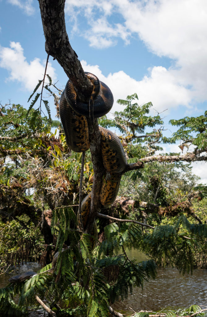Cuyabeno Amazonie Equatorienne : une rencontre de plus de 5 mètres : l’anaconda !!!