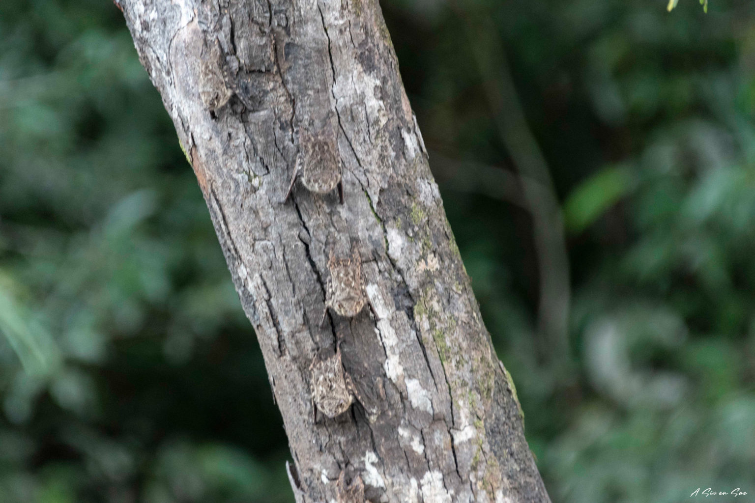les Bats arbre de la réserve Cuyabeno en Amazonie Equatorienne