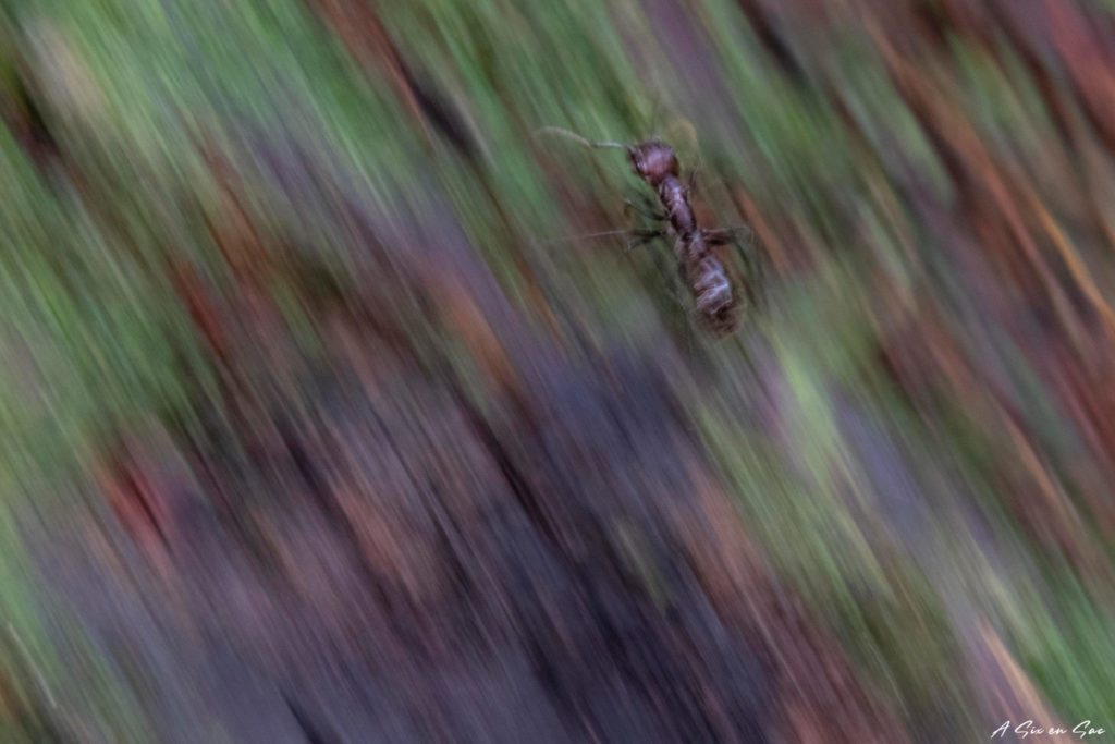 Cuyabeno Amazonie Equatorienne : la fameuse fourmis balle de fusil