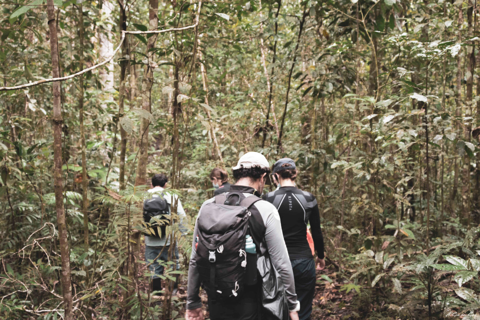 Cuyabeno Amazonie Equatorienne : marche diurne avec notre guide
