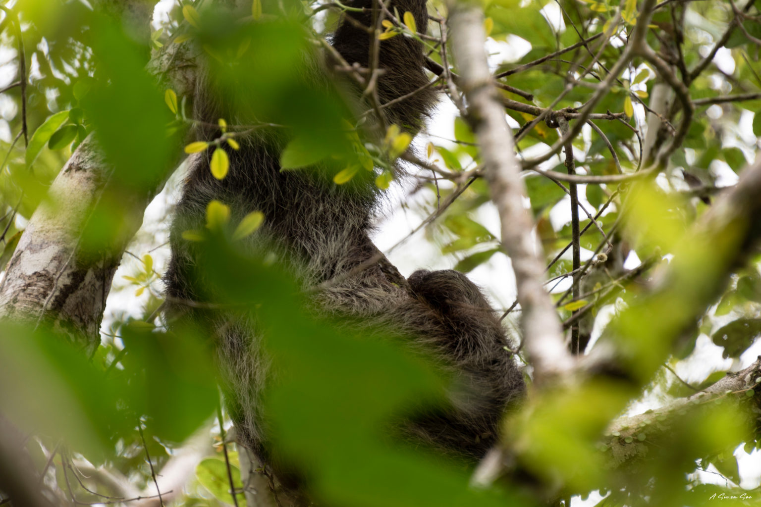 observation entre les feuillages d'un paresseux dans la réserve de Cuyabeno en Amazonie équatorienne