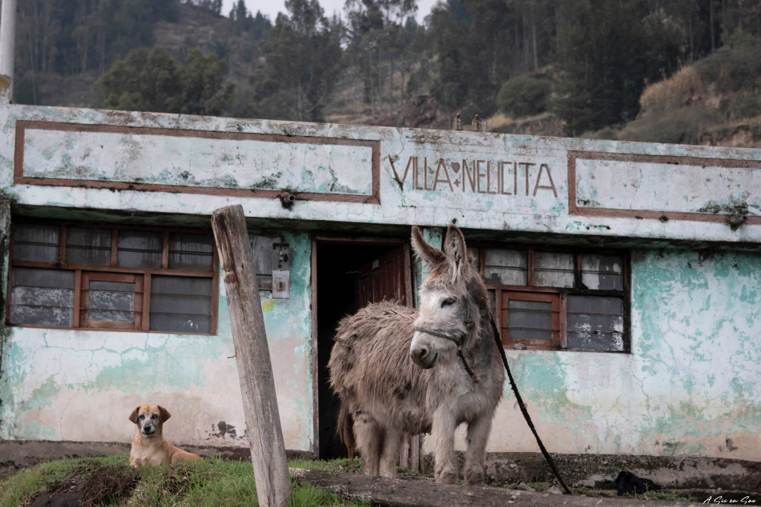 Ane devant un hotel en ruine dans le village de San Francisco de Cunugachay a proximité du volcan Chimborazo dans la sierra en Equateur