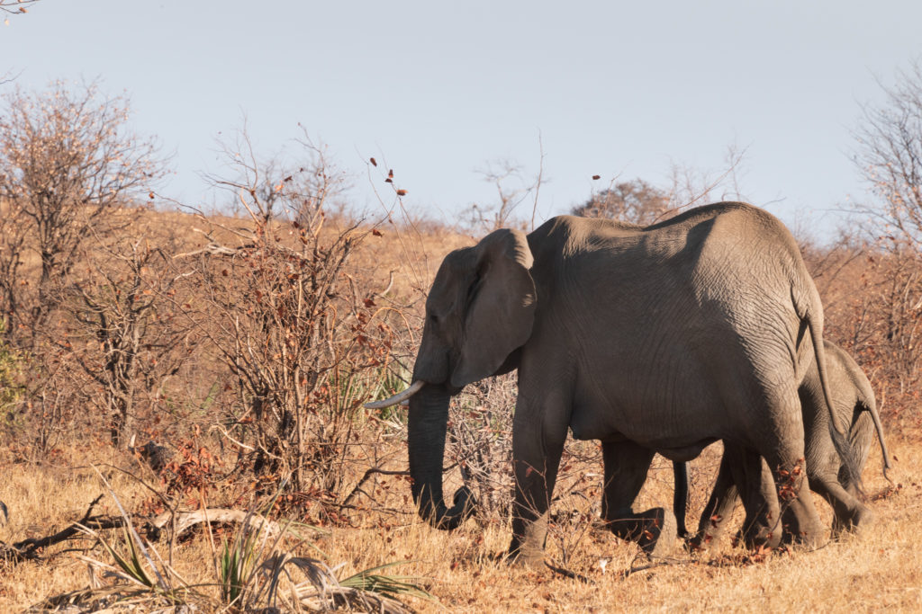 Parc Kruger Nord safari
