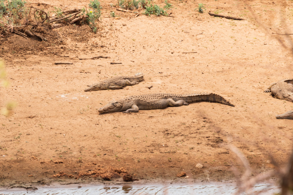 Safari au nord du parc Kruger : crocodiles devant l'netrée du camp