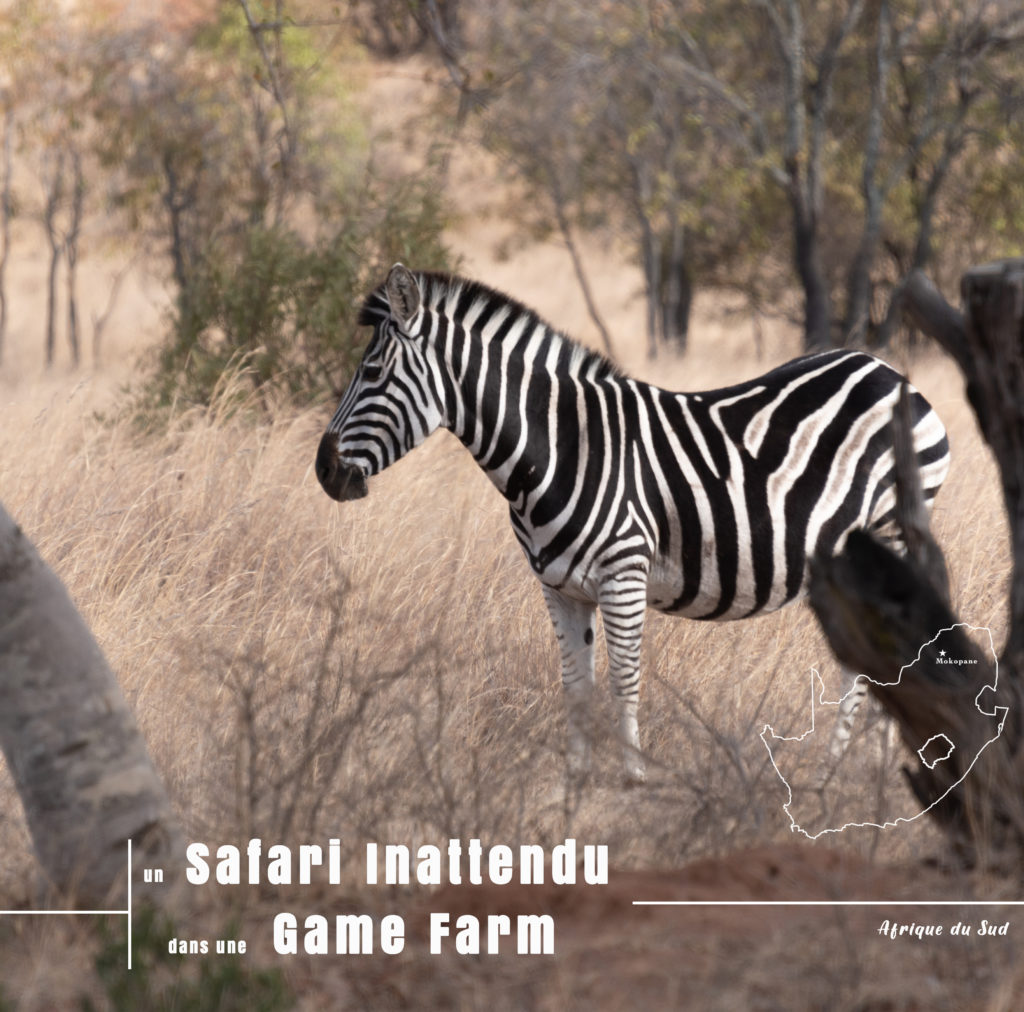 zèbre rencontré lors de notre safari inattendu en famille dans la game farm boekenhoutbult en Afrique du Sud