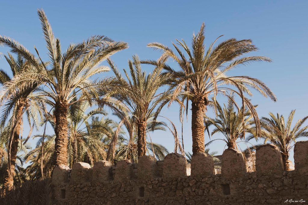 Siwa une oasis en Egypte : paysage de palmiers et de murs en torchis
