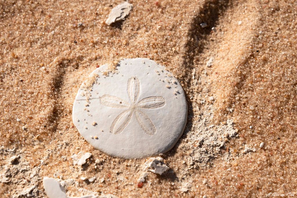 coquillage fossilisé dans l'ancienne mer qui se trouvait à la place de l'actuel désert du Sahara à la périphérie de Siwa
