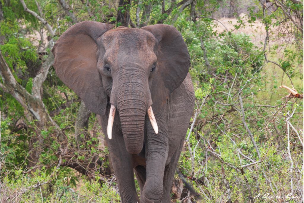 Préparer son voyage en Afrique du Sud : un éléphant du parc Kruger