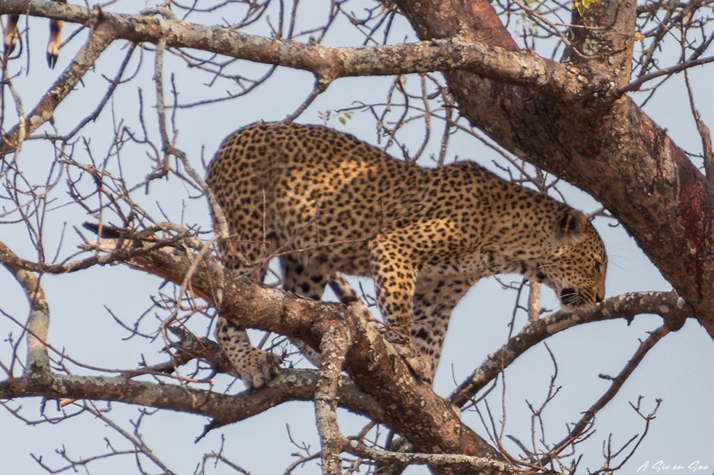 le léopard membre du Big Five au Kruger : un avant goût pour préparer son road trip en Afrique du sud