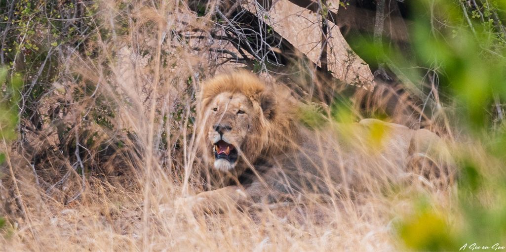 le lion membre du Big Five au Kruger : un avant goût pour préparer son road trip en Afrique du sud