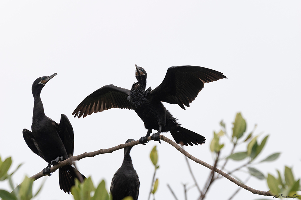 cormorans sur le Rio dulce au Guatemala